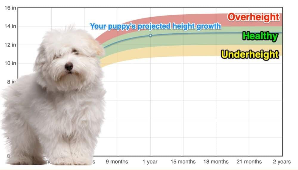 Coton De Tulear Height+Growth Chart How Tall Will My Coton De Tulear
